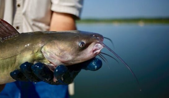 It’s Time to Be Honest about Seafood