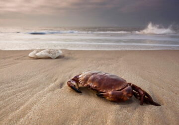 Curious questions: What’s the best manner to cook a crab?