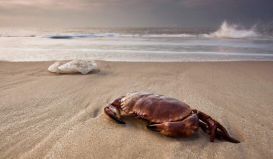 Curious questions: What’s the best manner to cook a crab?