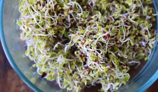 Researchers verify mixed remedy to sanitize natural sprouts