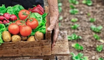 Why Is Organic Food Important For Your Baby Or Toddler? Find Out Here