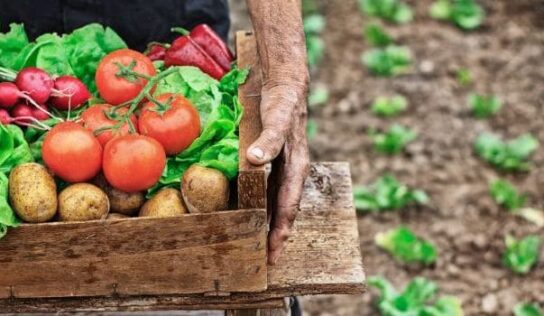 Why Is Organic Food Important For Your Baby Or Toddler? Find Out Here