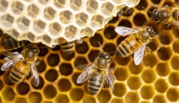 How is Mass Produced Honey Made?