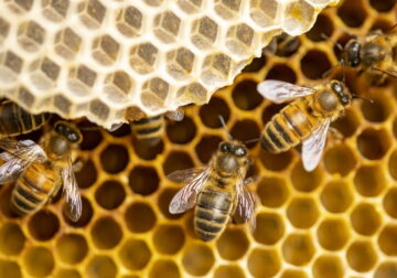 How is Mass Produced Honey Made?