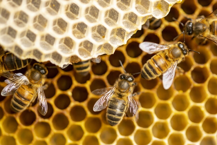 How is Mass Produced Honey Made?