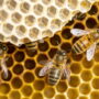 How is Mass Produced Honey Made? 4